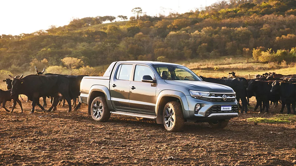 Amarok na fazenda em meio aos gados